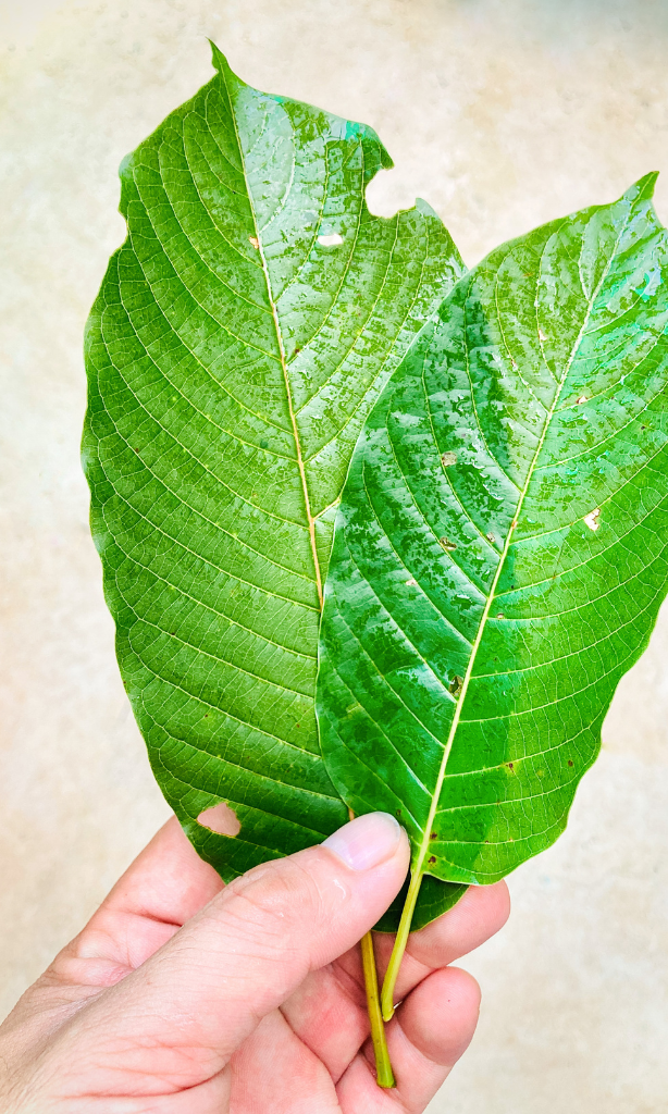 kratom shop in Coconut Creek,florida